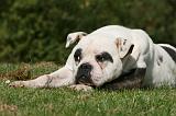 BOULEDOGUE AMERICAIN 285